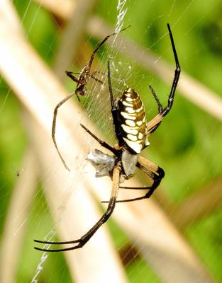 Yellow Garden Spider