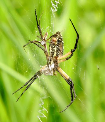 Yellow Garden Spider
