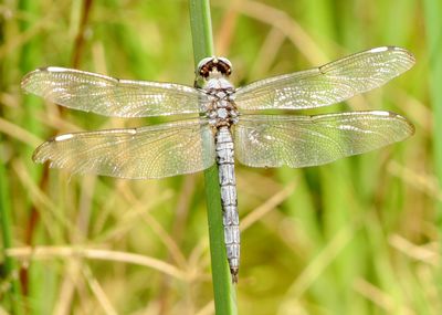 Comanche Skimmer