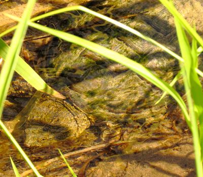 Common Snapping Turtle