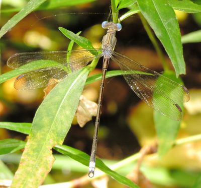 Great Spreadwing