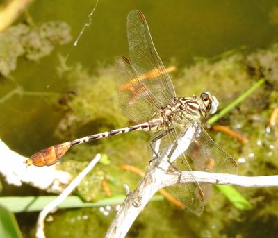 Flag-Tailed Spinyleg