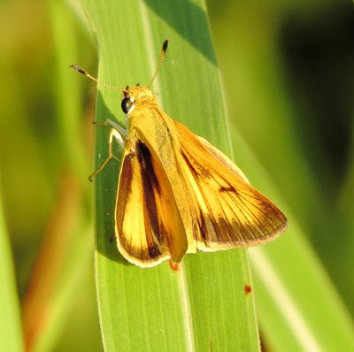 Delaware Skipper