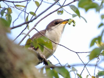 Yellow-Billed Cuckoo