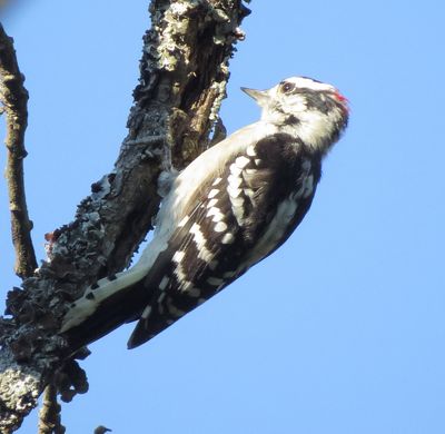 Downy Woodpecker