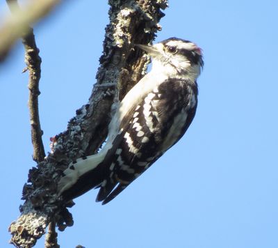 Downy Woodpecker