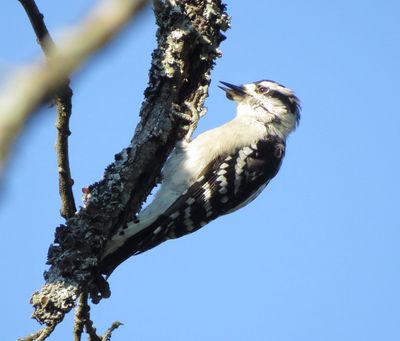 Downy Woodpecker