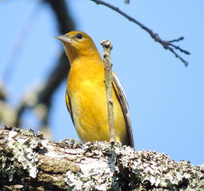 Baltimore Oriole