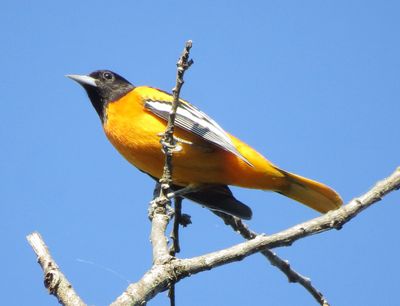 Baltimore Oriole