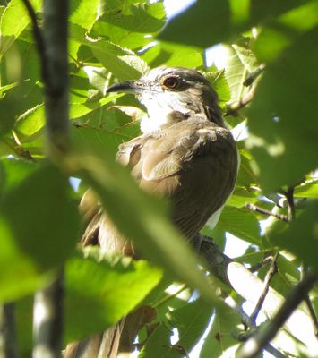 Black-Billed Cuckoo