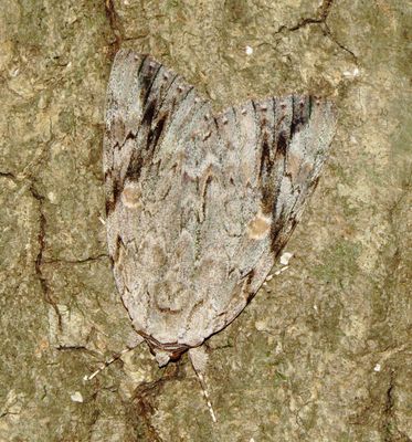 Sad Underwing Moth