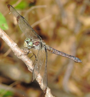 Great Blue Skimmer