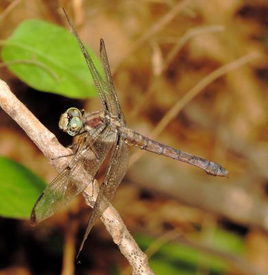 Great Blue Skimmer