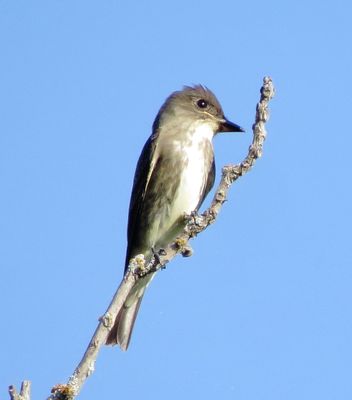 Olive-Sided Flycatcher