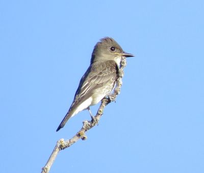 Olive-Sided Flycatcher