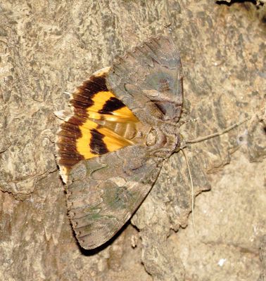 Penitent Underwing Moth