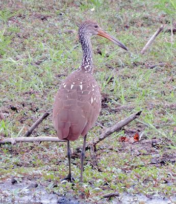Limpkin