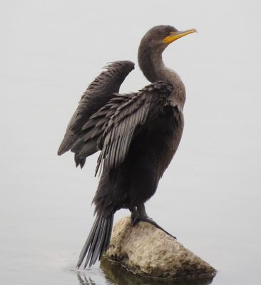 Double Crested Cormorant