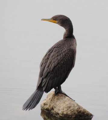 Double Crested Cormorant