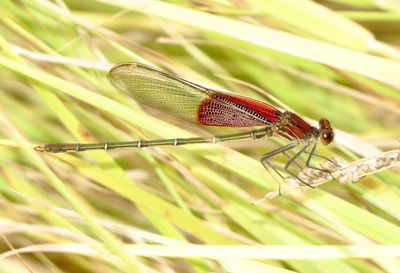 American Rubyspot