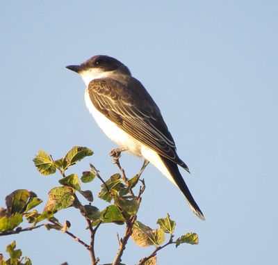 Eastern Kingbird