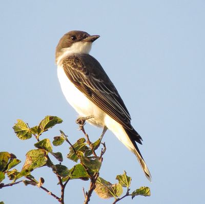 Eastern Kingbird