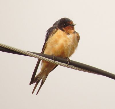 Barn Swallow