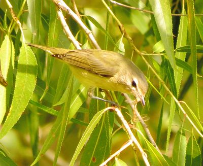 Warbling Vireo