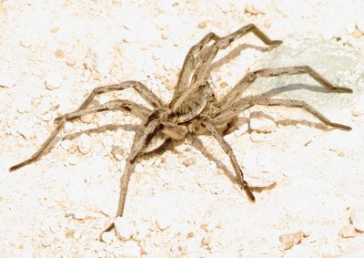 Subfamily Lycosinae
