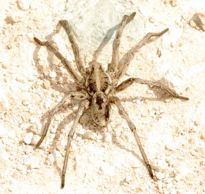 Subfamily Lycosinae