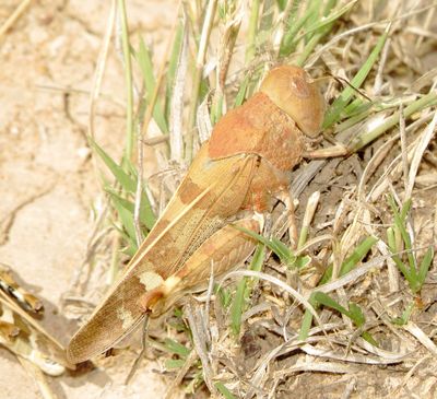 Wheeler's Blue-Winged Grasshopper