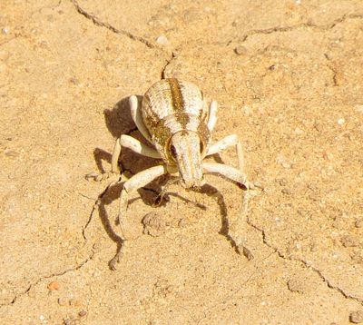 Genus Ophryastes