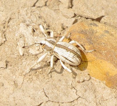 Genus Ophryastes
