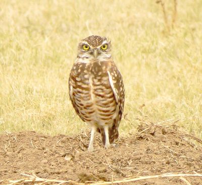 Burrowing Owl