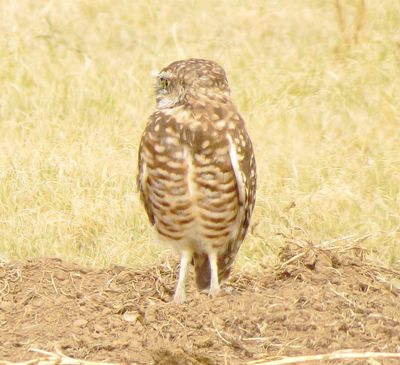 Burrowing Owl