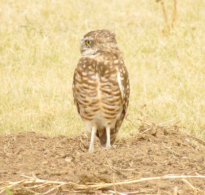 Burrowing Owl