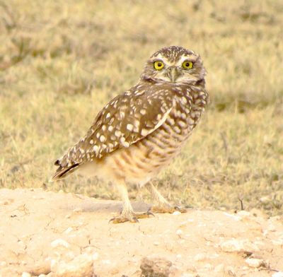 Burrowing Owl