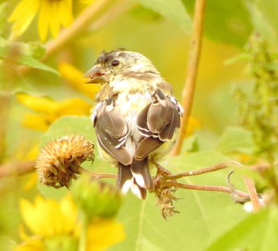American Goldfinch