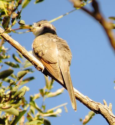 Yellow-Billed Cuckoo