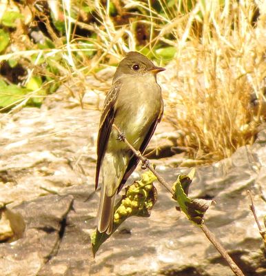 Western Wood Pewee