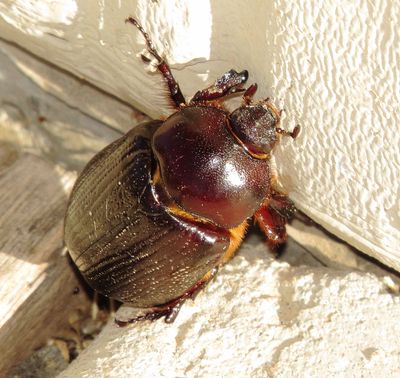 Genus Orizabus