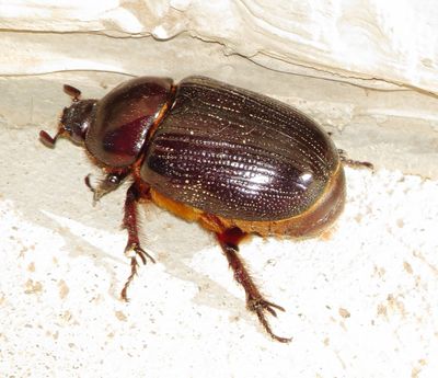 Genus Orizabus