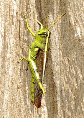 Obscure Bird Grasshopper