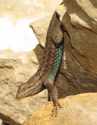 Prairie Lizard