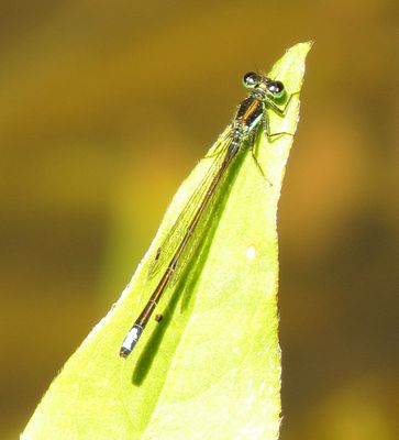 Black-Fronted Forktail