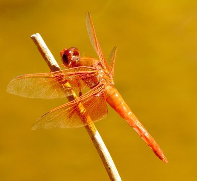 Flame Skimmer