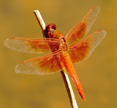 Flame Skimmer