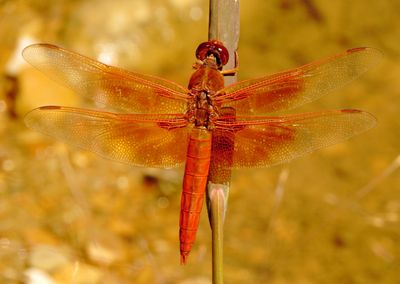 Flame Skimmer