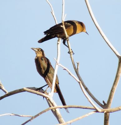 Great-Tailed Grackle