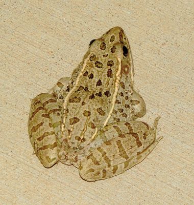 Plains Leopard Frog